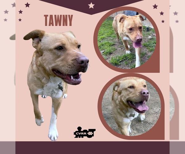 Medium Photo #1 Retriever -Unknown Mix Puppy For Sale in Lindsay, CA, USA