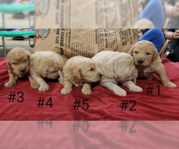 Medium Photo #1 Goldendoodle Puppy For Sale in CLARKSVILLE, TX, USA