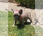 Small Photo #20 French Bulldog Puppy For Sale in WHITTIER, CA, USA