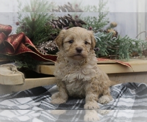 Shih-Poo Puppy for sale in CENTRALIA, IL, USA