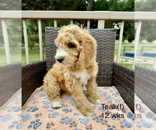 Medium Photo #4 Goldendoodle (Miniature) Puppy For Sale in ELBERT, CO, USA