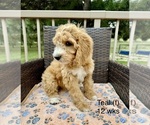 Small #3 Goldendoodle (Miniature)