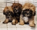 Small #1 ShihPoo