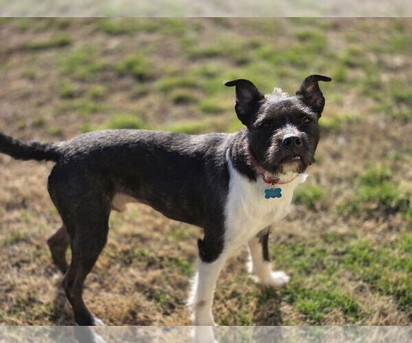 Medium Photo #4 American Staffordshire Terrier-Unknown Mix Puppy For Sale in Rosenberg, TX, USA