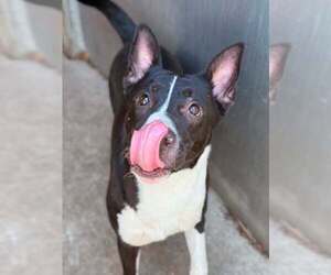Allegra - Female Labrador Retriever Dog for Adoption - Photo #6