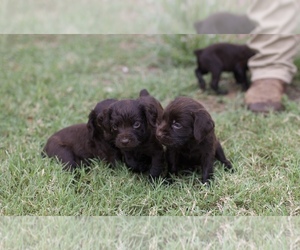 Boykin Spaniel Puppy for sale in LOVELADY, TX, USA