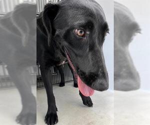 Labrador Retriever Dogs for adoption in Houston, TX, USA