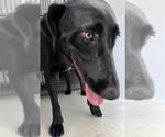 Small Labrador Retriever