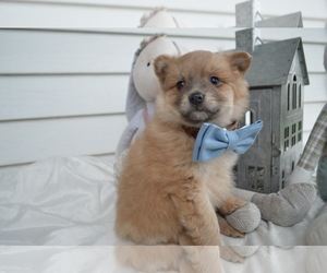 Pomeranian Puppy for sale in HONEY BROOK, PA, USA