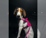 Small #3 Treeing Walker Coonhound Mix