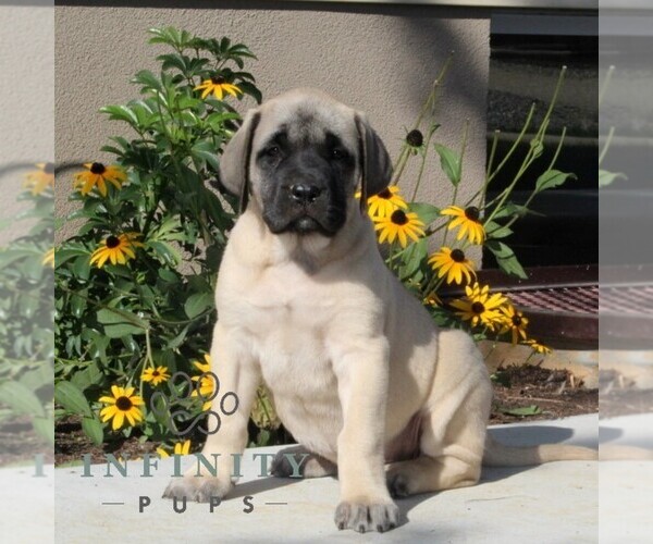 Medium Photo #3 Mastiff Puppy For Sale in RED LION, PA, USA