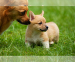 Small Photo #9 Pembroke Welsh Corgi Puppy For Sale in HAMPTON, VA, USA