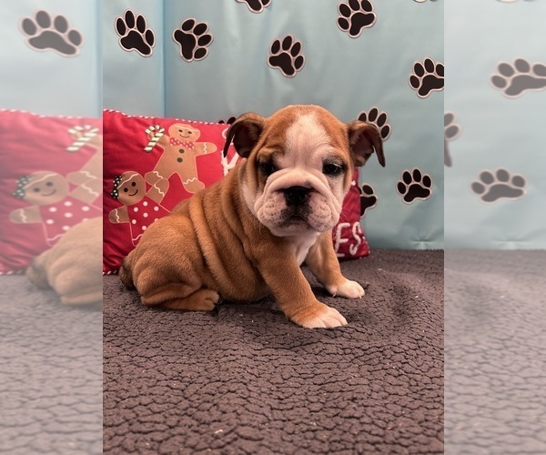 Medium Photo #7 Bulldog Puppy For Sale in BOWLING GREEN, KY, USA