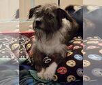 Small #2 Mutt