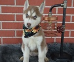 Small #5 Siberian Husky