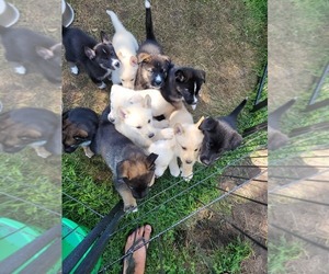 German Shepherd Dog-Siberian Husky Mix Litter for sale in HOLTON, MI, USA