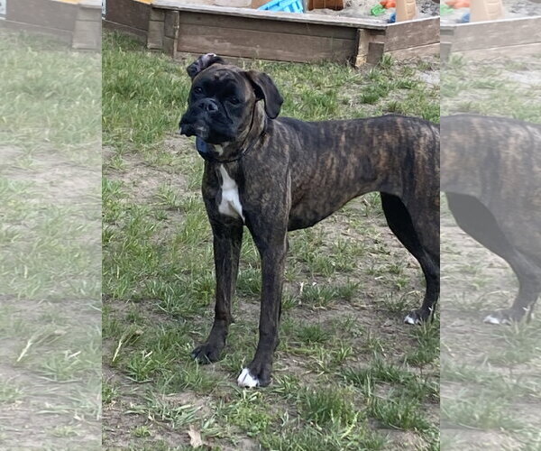 Medium Photo #1 Boxer Puppy For Sale in Dumont, NJ, USA