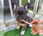 Small #14 French Bulldog