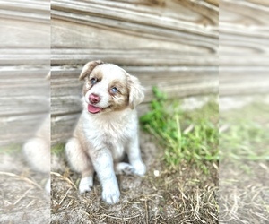 Australian Shepherd Puppy for Sale in ORLANDO, Florida USA