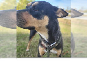 Lola aka cheeto - Female Siberian Husky-Unknown Mix Dog for Adoption - Photo #2