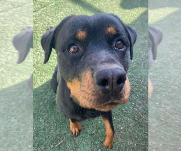 Medium Photo #2 Rottweiler-Unknown Mix Puppy For Sale in Lakewood, CO, USA