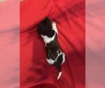 Small Photo #7 Dachshund Puppy For Sale in LARGO, FL, USA