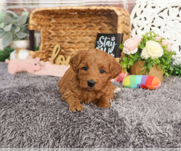Medium Photo #7 Goldendoodle Puppy For Sale in SYRACUSE, IN, USA
