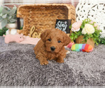 Small #6 Goldendoodle