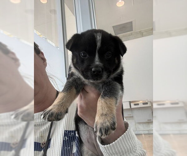 Medium Photo #16 Mutt Puppy For Sale in Sebec, ME, USA