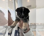 Small #15 Mutt