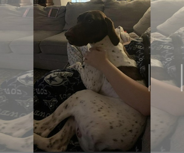 Medium Photo #4 Pointer-Unknown Mix Puppy For Sale in pomfret, CT, USA