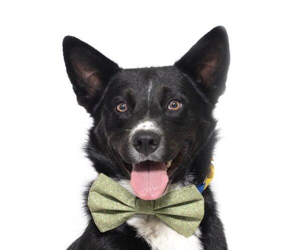 Medium Photo #1 Australian Kelpie Puppy For Sale in Santa Maria, CA, USA