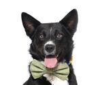 Small Australian Kelpie