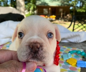 French Bulldog Puppy for Sale in GADSDEN, Alabama USA