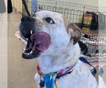 Small #1 Boxer Mix