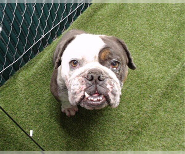 Medium Photo #1 Bulldog Puppy For Sale in Downey, CA, USA