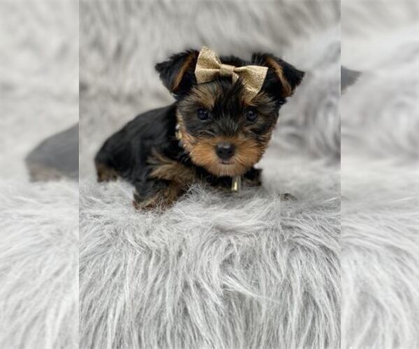 Medium Photo #12 Yorkshire Terrier Puppy For Sale in VERO BEACH, FL, USA