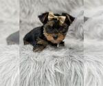cute puppy - Female Yorkshire Terrier Puppy for Sale - Photo #12