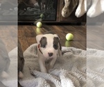 Small Photo #17 American Pit Bull Terrier Puppy For Sale in MOORESBURG, TN, USA
