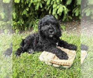 Golden Mountain Doodle Puppy for sale in MIDDLEBURY, IN, USA