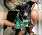 Small #7 Labrador Retriever-Retriever  Mix