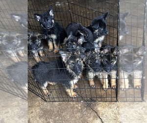German Shepherd Dog Puppy for sale in HOUSTON, TX, USA