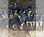 Small German Shepherd Dog