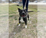Small Photo #7 Labrador Retriever-Unknown Mix Puppy For Sale in Claremore, OK, USA