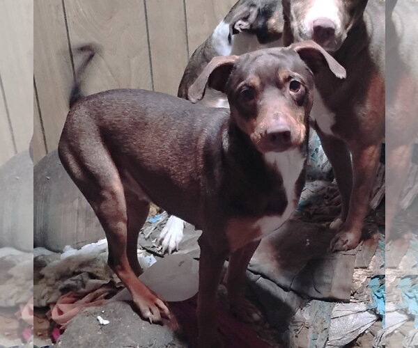 Medium Photo #3 Beagle-Unknown Mix Puppy For Sale in Rockaway, NJ, USA