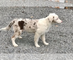 Border Collie-Miniature Australian Shepherd Mix Puppy for sale in FREDERICKSBG, OH, USA