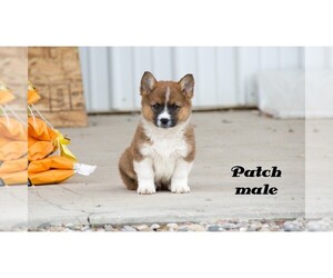 Cowboy Corgi Puppy for sale in CLARE, MI, USA