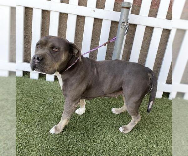 Medium Photo #1 Mutt Puppy For Sale in Modesto, CA, USA