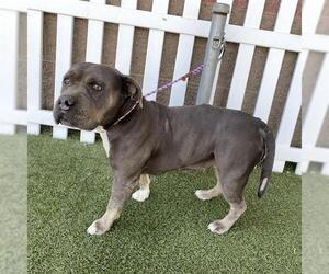 Mutt Dogs for adoption in Modesto, CA, USA