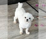 Small Photo #1 Maltipom Puppy For Sale in ROCK VALLEY, IA, USA